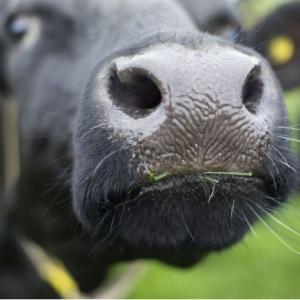 Deltaplan veehouderij: win-win voor dier, boer, burger en milieu